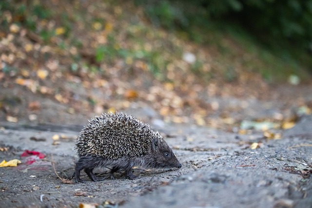 霍华德这样 霍华德这样